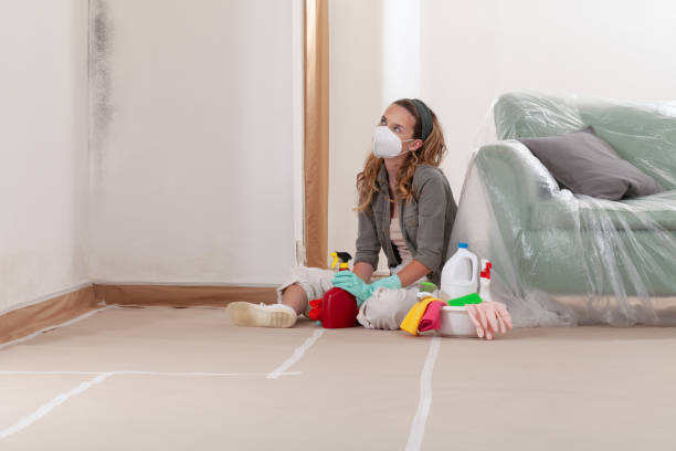 Reliable Black Mold Remediation contractor in Pulaski, VA by 24 Hour Mold Removal