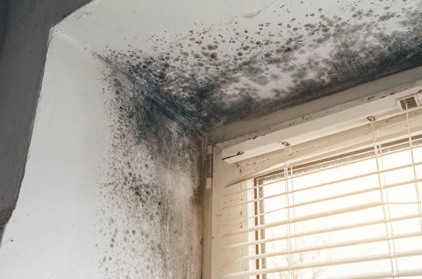 Affordable Black Mold Remediation solutions in Pulaski, VA